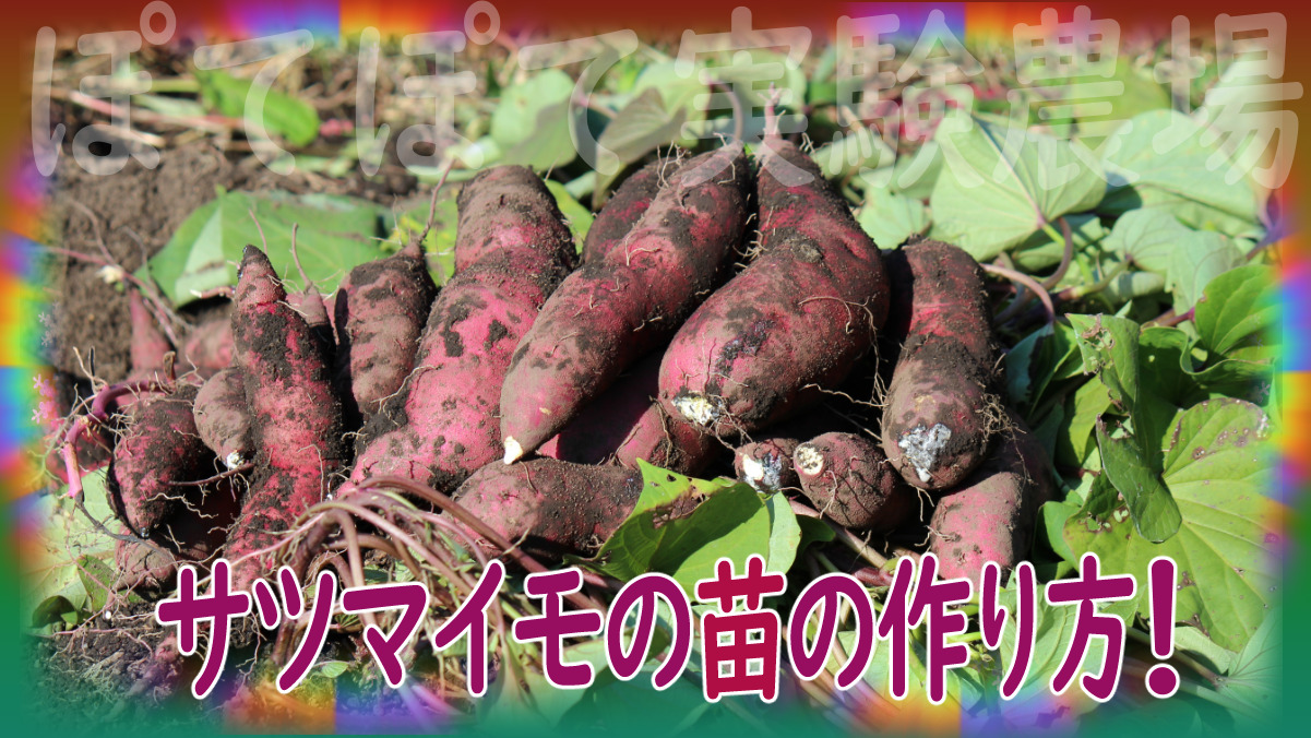 サツマイモの苗は自分で作れます 家庭菜園 コスパ強野菜 自然体で自然志向 Be Oneself