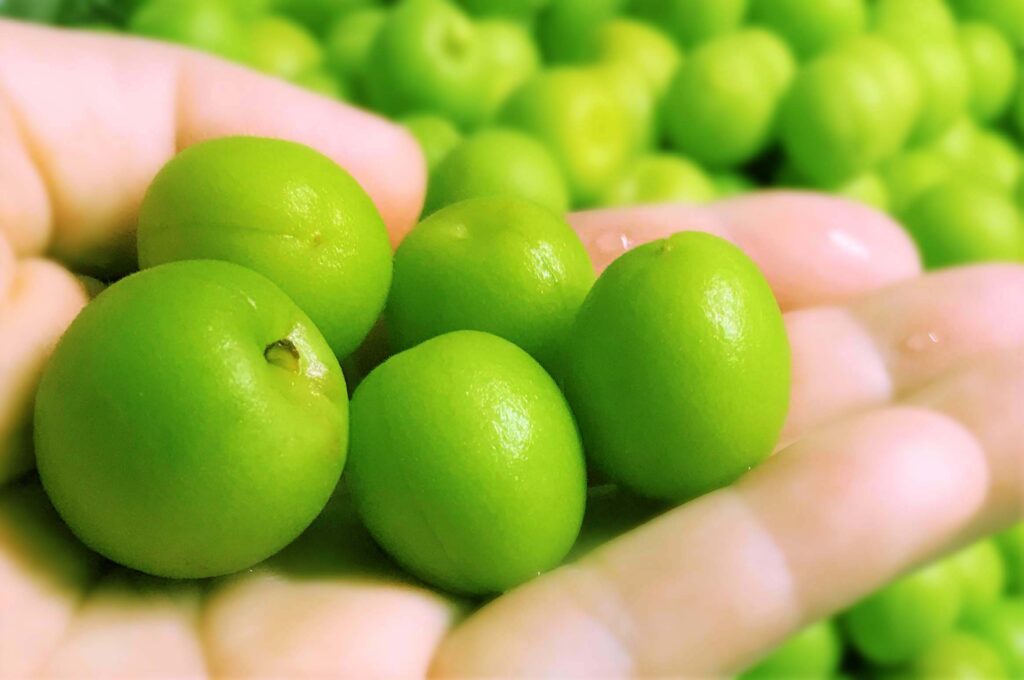 梅シロップを作ろう 発酵対策と時短とラクラク後始末 自然体で自然志向 Be Oneself