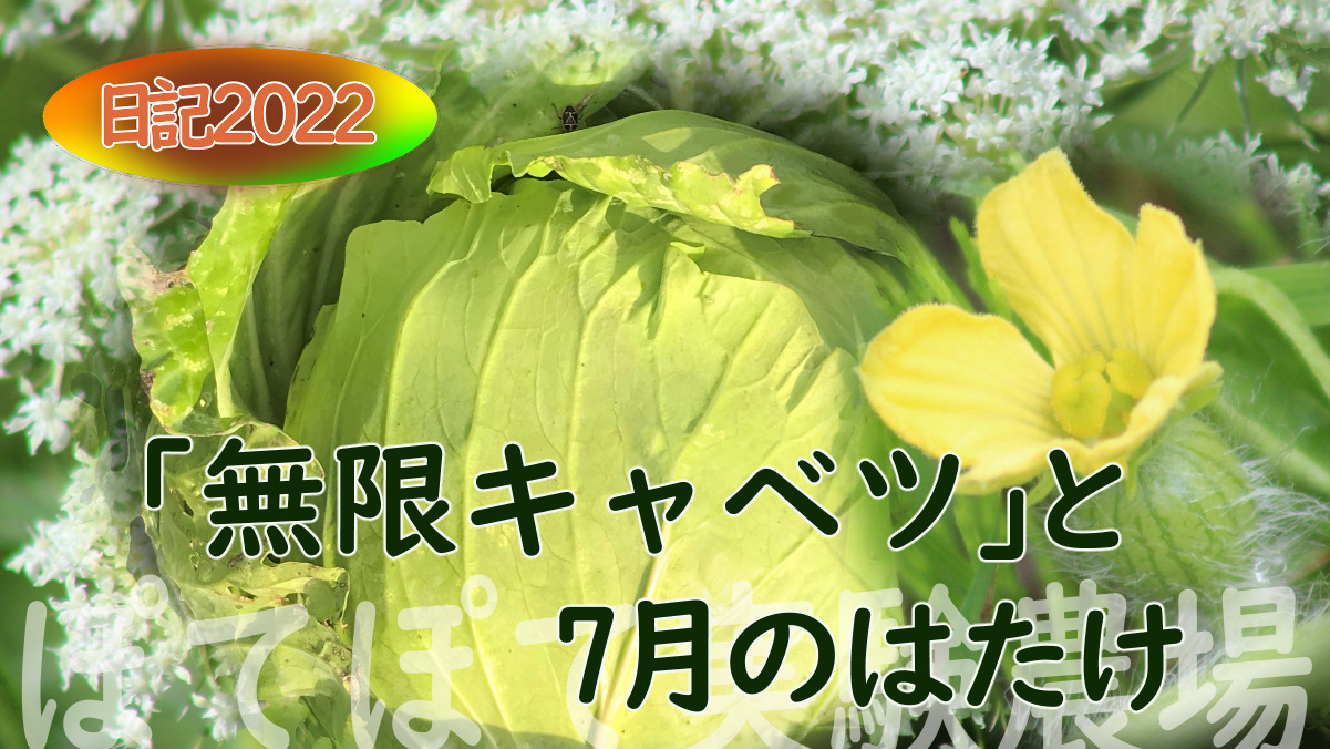 キャベツ栽培 ひと株4収穫 家庭菜園 ぽて 農場記 22 7月 自然体で自然志向 Be Oneself