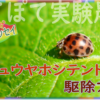 ニジュウヤホシテントウの駆除法・成虫も幼虫も！　 | 自然体で自然志向　be oneself